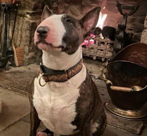 Ruby from Harrogate toasting by the fire.